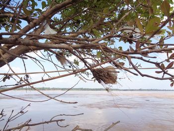 Tree on beach against sky