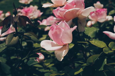 Close-up of pink roses