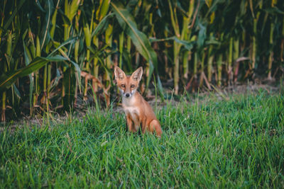 Portrait of a fox on field