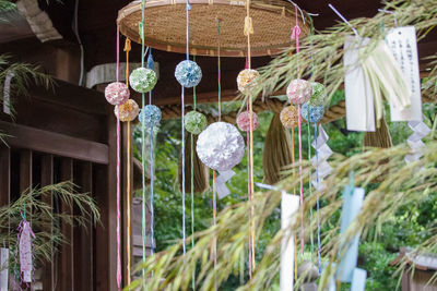 Close-up of plants hanging at store