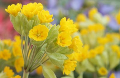 Close-up of yellow flowers blooming outdoors