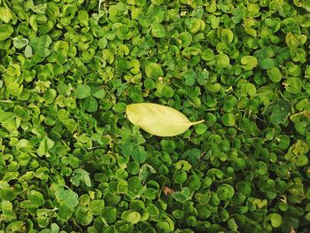 High angle view of leaves floating on field