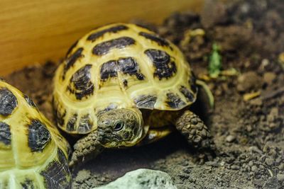 Close-up of russian tortoises on field