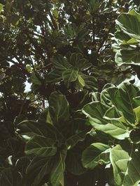 Low angle view of leaves