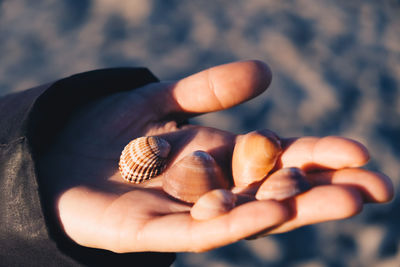 Cropped hand holding sea shells at beach