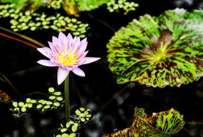 Close-up of pink lotus water lily