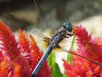  blue dasher, the dashing dragonfly prince 