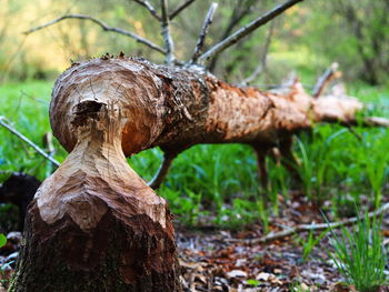 Close-up of dead tree in forest