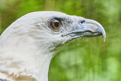 Close-up of eagle