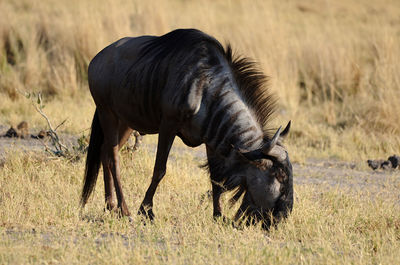 Horse grazing on field