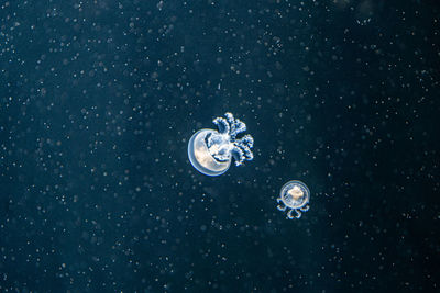 View of jellyfish in sea