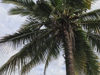 Low angle view of palm tree against sky