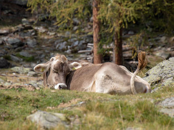 Sheep resting in a field
