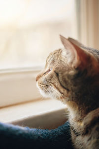 Close-up of a cat looking away