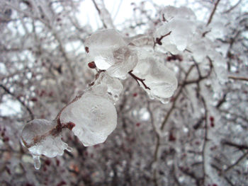 Close-up of cherry blossom