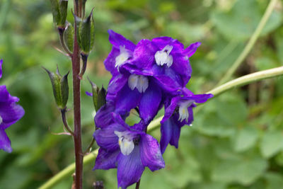 Close-up of purple flowering plant