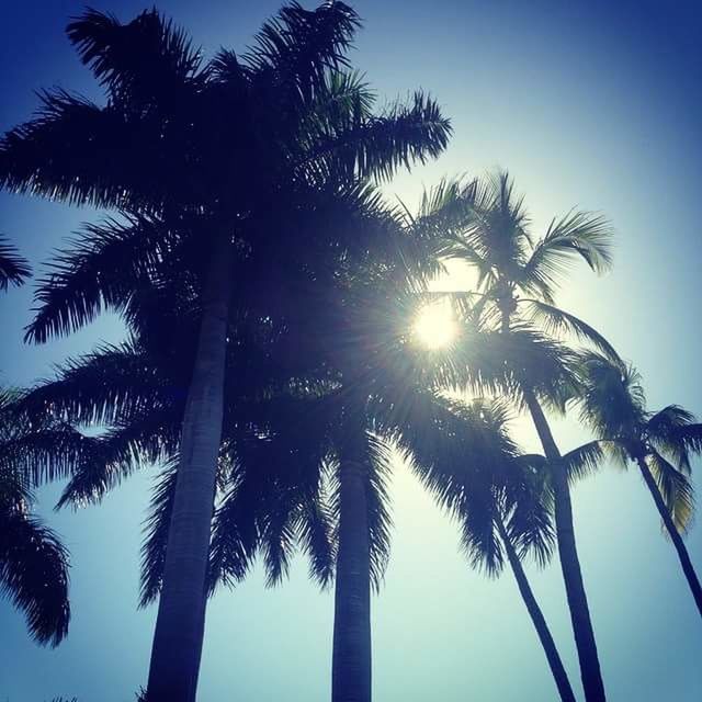 LOW ANGLE VIEW OF PALM TREES AGAINST SKY