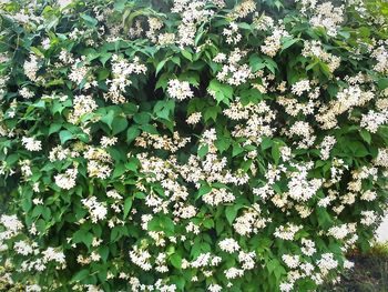 Full frame shot of white flowers