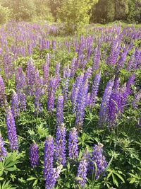 Close-up of purple flowering plants on field