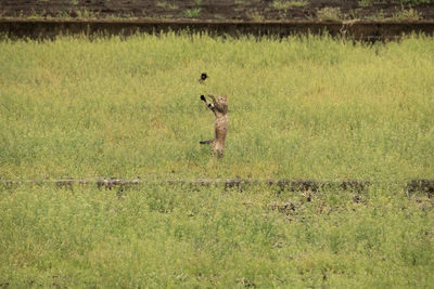 Side view of deer standing on grassy field