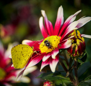 Close-up of butterfly and housefly on flower