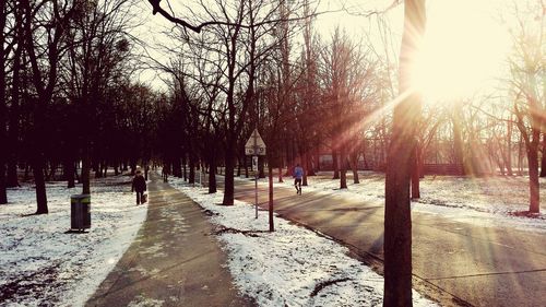 Sun shining through trees on sunny day