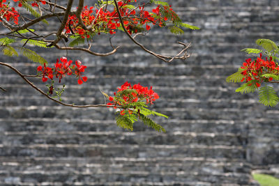 Close-up of red berries on plant