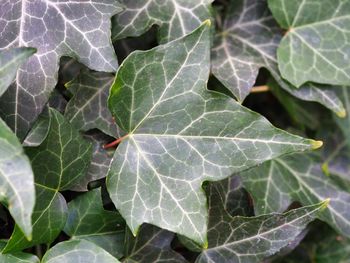 High angle view of leaves