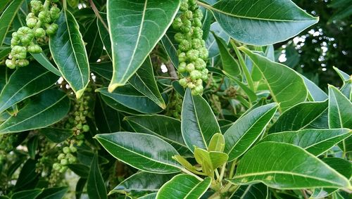 Close-up of fresh green leaves