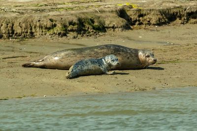 View of seals on beach