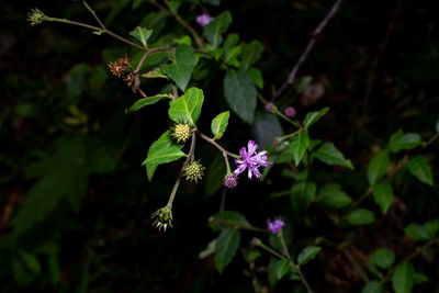 Close-up of purple flowering plant