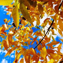 Low angle view of leaves on tree
