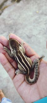 Close-up of hand holding lizard