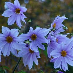 Close-up of purple flower blooming