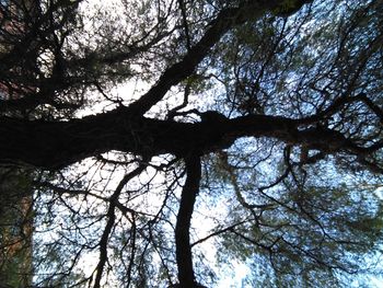 Low angle view of trees in forest