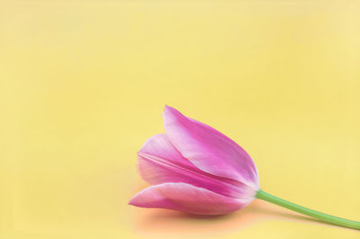 Close-up of pink tulip flower against yellow background