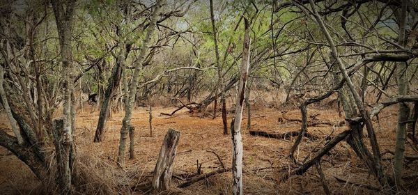 View of bare trees in forest