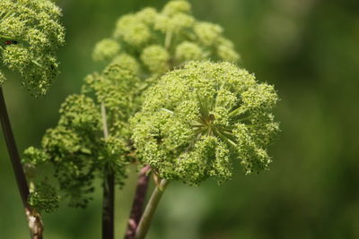 Close-up of fresh green plant