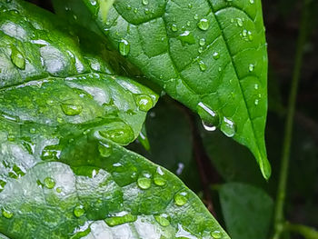 Close-up of raindrops on leaves