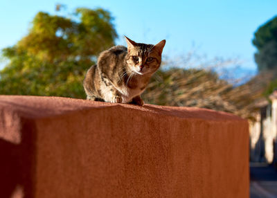 Portrait of cat sitting on retaining wall