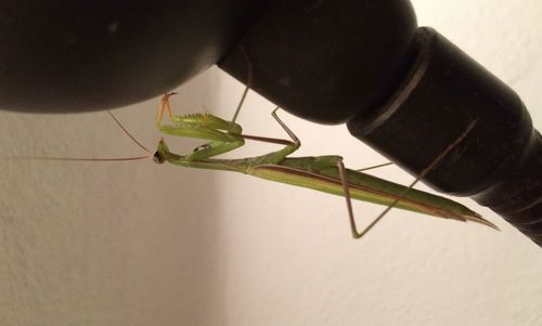 Close-up of food on table