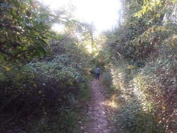 Rear view of man walking amidst trees