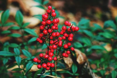 Close-up of red berries growing on tree