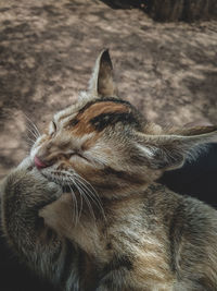 Close-up of a sleeping cat