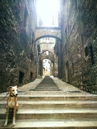 Dog on wall against sky