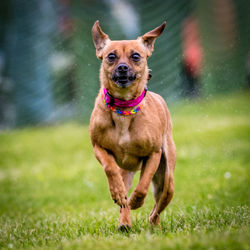 Portrait of dog on grassy field