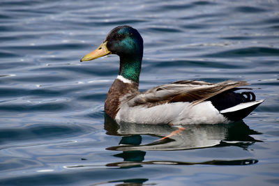 Close-up of mallard duck swimming in lake