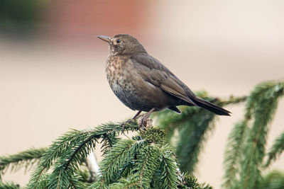 Close-up of bird perching on pine tree