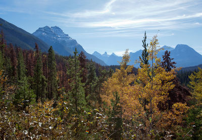 Plants growing on mountain against sky