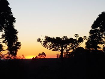 Silhouette of trees at sunset